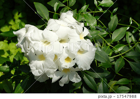 ソケイノウゼン 17547988