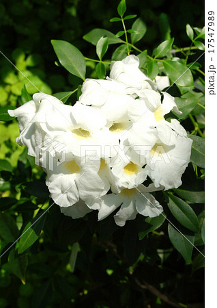 ソケイノウゼン 17547989