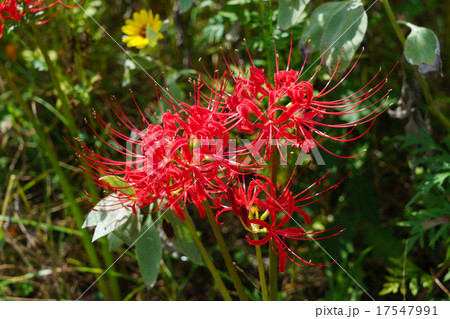 彼岸花 17547991