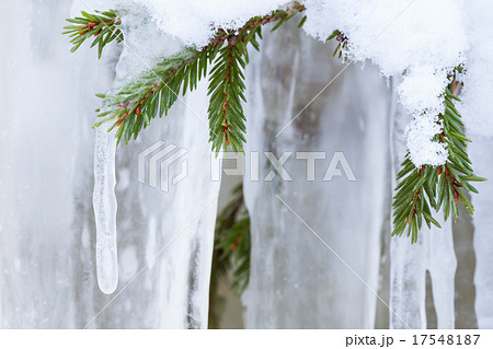 Icicle hanging from spruce branch 17548187