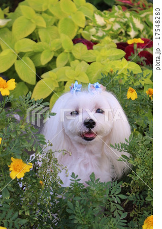 笑顔のマルチーズ 17548280
