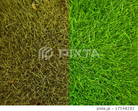 Two kind of green grass 17548282