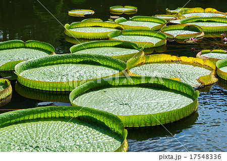 オオオニバス 17548336