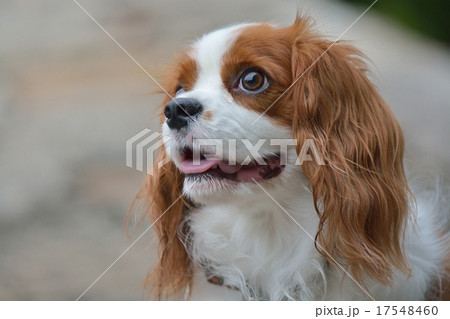 キャバリア キャバリア 17548460