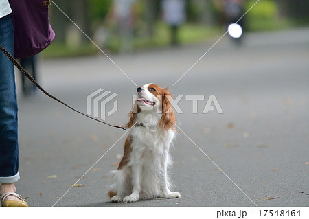 キャバリアと散歩する女性 キャバリアと散歩する女性 17548464