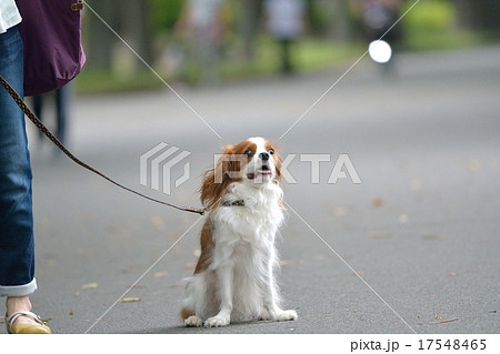 キャバリアと散歩する女性 17548465