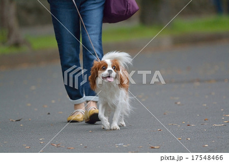 キャバリアと散歩する女性 キャバリアと散歩する女性 17548466