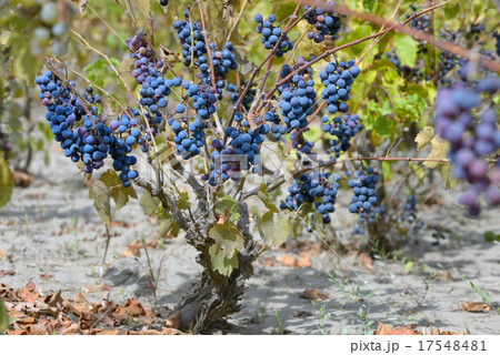 purple red grapes 17548481