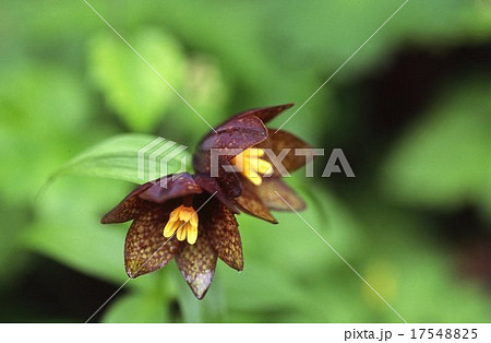 高山植物　クロユリ 17548825