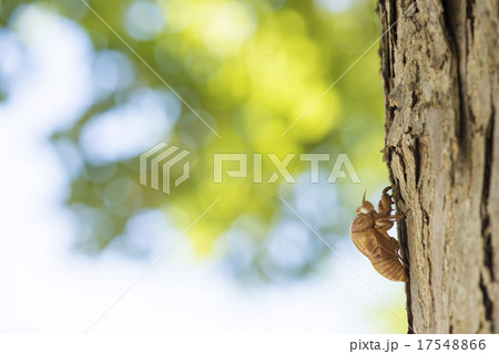 木に止まる空蝉 木に止まる空蝉 17548866