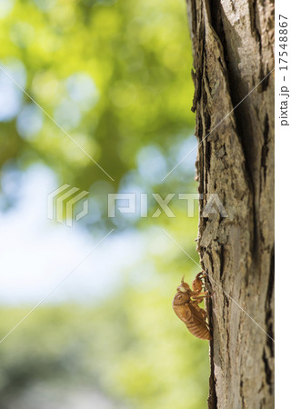 木に止まる空蝉 木に止まる空蝉 17548867