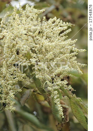 自然 植物 ヌルデ、真夏、空き地の目立たない木に白い小さな花がいっぱいつきました 自然 植物 ヌルデ、真夏、空き地の目立たない木に白い小さな花がいっぱいつきました 17548876