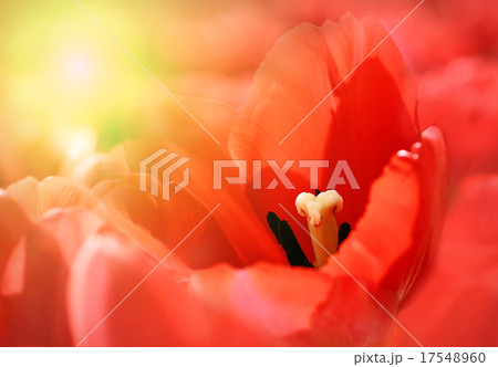 Beautiful red tulips with sunlight 17548960