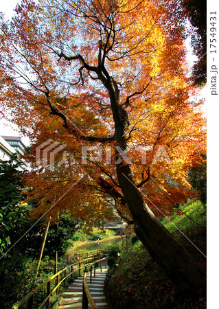 椿山荘の紅葉 椿山荘の紅葉 17549431
