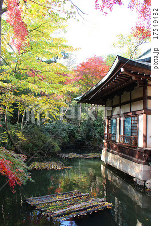 井の頭公園の紅葉 17549432