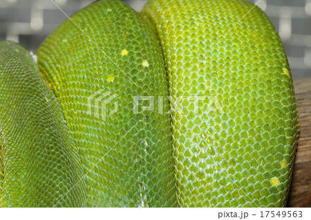 close up orange dragonfly on tree in garden 17549563