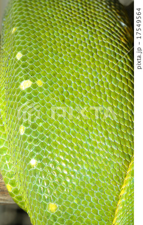 close up orange dragonfly on tree in garden 17549564