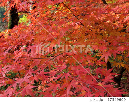 紅葉見に行こうよう 17549609