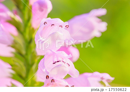 ハナトラノオ 17550622