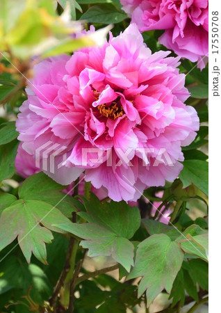 ピンク色に咲いた牡丹の花（埼玉県深谷市） 17550708