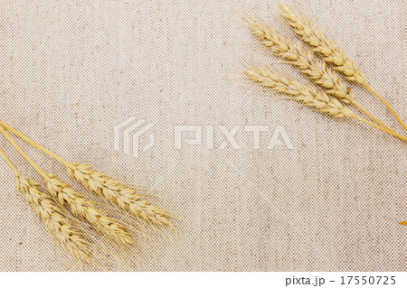 麦穂のフレーム 17550725