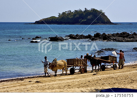 people palm dustman branch hill 17550755