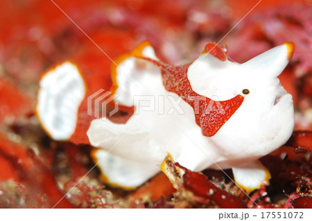 クマドリカエルアンコウ クマドリカエルアンコウ 17551072