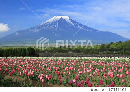 富士山とチューリップ畑 富士山とチューリップ畑 17551101