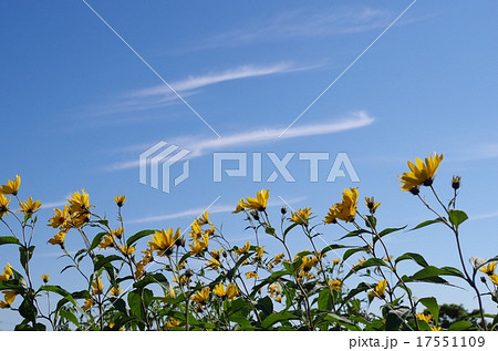 キクイモと秋空 キクイモと秋空 17551109