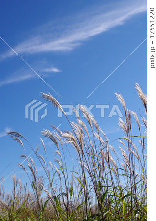 ススキと秋空 ススキと秋空 17551220