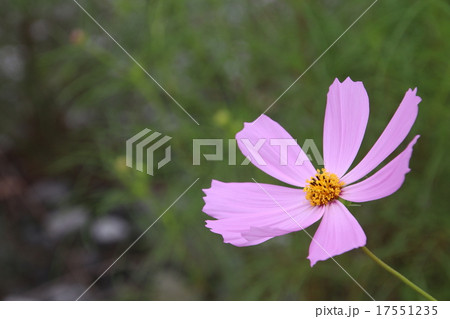 秋桜 秋桜 17551235