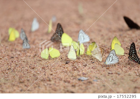 Group of butterfly on the ground Group of butterfly on the ground 17552295