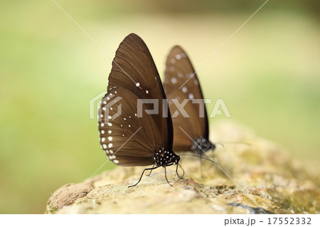 Common Indian Crow butterfly (Euploea core Lucus) Common Indian Crow butterfly (Euploea core Lucus) 17552332