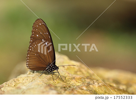 Common Indian Crow butterfly (Euploea core Lucus) Common Indian Crow butterfly (Euploea core Lucus) 17552333