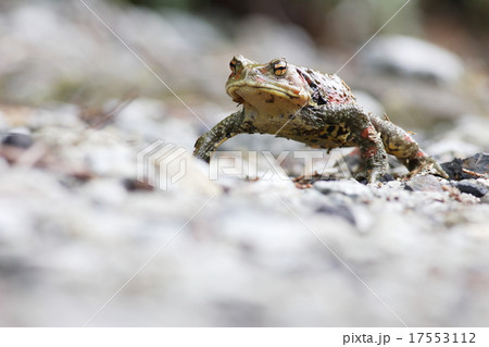 ナガレヒキガエルの写真素材