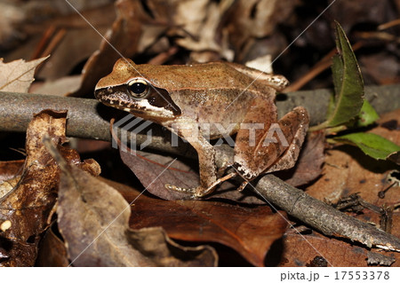 タゴガエル タゴガエル 17553378