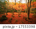 京都の紅葉 17553398