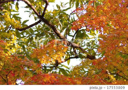 紅葉 17553809