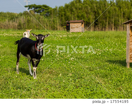 山羊 17554195