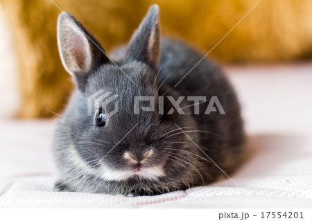 うさぎ うさぎ 17554201
