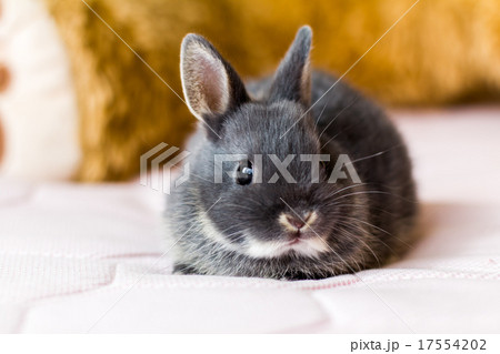 うさぎ 17554202
