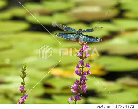 チョウトンボ／昭和記念公園 17554372