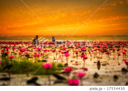 Sea of red lotus  17554430