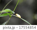 葉っぱに話かえ(け)る 17554854