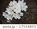 神田川の桜 17554855