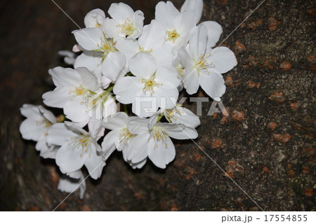 神田川の桜 神田川の桜 17554855