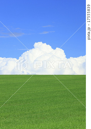 北海道　美瑛町　麦畑と積雲 17555839