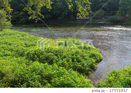 柿田川公園 柿田川公園 17555937