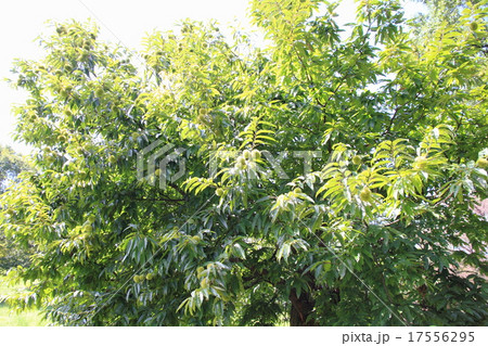 秋の気配　クリの実 17556295