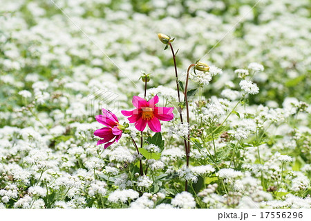 紅一点　ダリアの花 17556296
